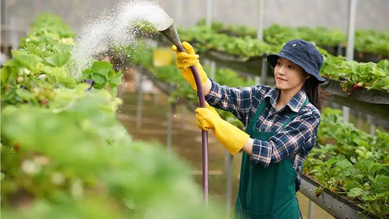 Gestion des eaux de pluie en agriculture focus sur l'infrastructure des caniveaux de voirie