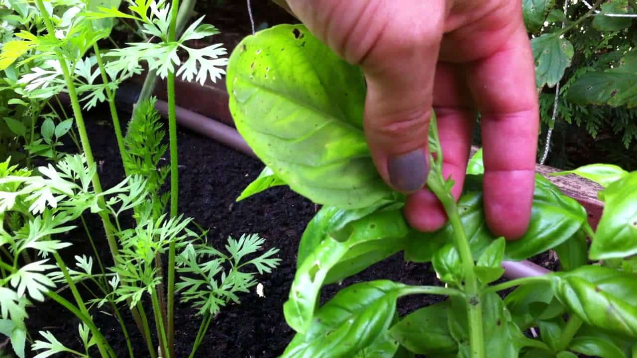 Où mettre le basilic dans le potager ?